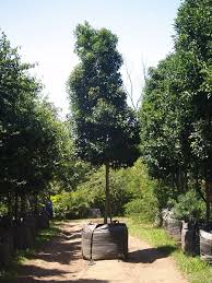 Image result for Chionanthus foveolatus