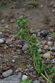 Image result for Corrigiola