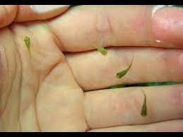 Pin By Del Kerger On Tanking Molly Fish Fish Betta Fish Care