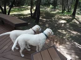 We did not find results for: Labrador Puppies In Northern Ca Newcastle 95658