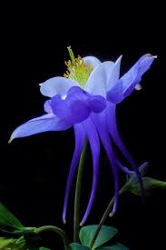 Pin On Flores Cia