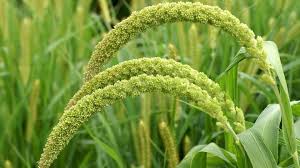 Image result for Setaria italica