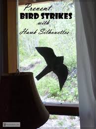 Bird Strikes That Awful Sound Of A Bird Hitting The Window Bird Strike Hawk Silhouette Kid Friendly Crafts
