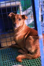 We did not find results for: Pet Depot Animal Supplies Home Facebook