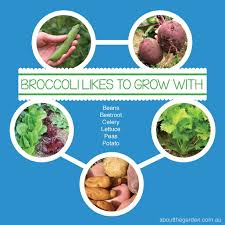 Second, many companion vegetable plants help to deter pests, which helps to decrease the amount of pesticides and effort it takes to. How To Grow Broccoli About The Garden Magazine