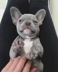 Can T Resist The Tummy Rub In 2020 French Bulldog Puppies Bulldog Puppies Cute Dogs