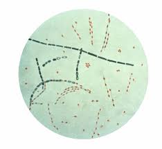 Bacterial Spore 