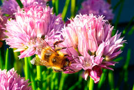 The predators most known to feed on bumblebees include bears, minks, foxes, field mice, shrews, among others. Want To Help Bees Add These Plants To Your Garden Ctv News