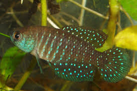 Image result for Austrosynotis