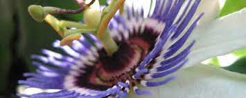 The Top 6 Benefits Of Passion Flower Naturalalternativeremedy Passion Flower Benefits Physical Wellness Passion Flower