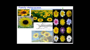 Image result for Asteraceae