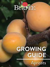Some methods calculate a chill hour as any time temperatures fall below 45 degrees f. Learn About Apricots Burpee
