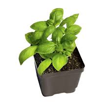 Your basil doesn't want to be squished. Buy Sweet Basil Herb Plant Online At Best Price On Plantsguru Com