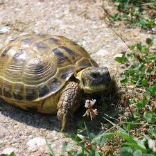Russian Tortoise For Sale Russian Tortoise Tortoises Tortoise Care