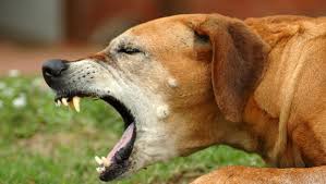 This can occur because of spread of tumor to the bones or due to a. When To Worry About Coughing Dogs Or Cats Independent Ie