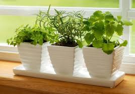 Here we list our indoor plant life balance also acts as an amazing styling tool, lettings users choose from over 90 plants to drag, drop and resize into any room, so you can. Kerala Vastu Shastra List Of Plants And Trees Which Brings Health And Growth In Our Lives