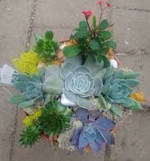 The old lady cactus looks like a ball of cobwebs which to some people are unsightly but then it supports and grows lovely flowers. Succulent Garden Kit Delivering The Joy Of Gardening To Your Home In Severn Md Willow Oak Flower Herb Farm