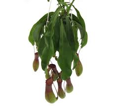 nepenthes pitcher plant calloway s nursery nepenthes pitcher plant