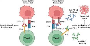 Image result for Immune Checkpoint Inhibitor