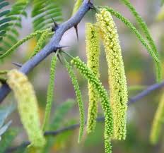 Image result for Prosopis juliflora