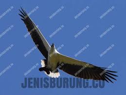 Gambar semua jenis burung elang. Harga Elang Terbaru Lengkap Semua Jenis Elang Pinhome