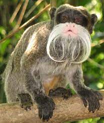 Types Of Monkeys Pet Monkey Monkey Species Animals Beautiful