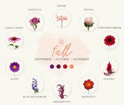 Green (january to october) boronia: A Seasonal Guide To Wedding Flowers Grand Central Floral