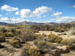 The First Time I Saw The Shrubby Deserts Of New Mexico I Was Just Blown Away Mexico Nature Desert Travel Desert Painting