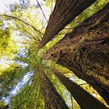 Redwood national park is split up into several different units spanning about 140 miles along the california coast. The 5 Best Things To Do In Redwood National Park 2021 With Photos Tripadvisor