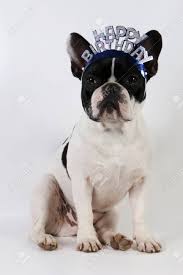 Maybe you would like to learn more about one of these? Funny French Bulldog Is Sitting In The Studio With Happy Birthday Stock Photo Picture And Royalty Free Image Image 100428961