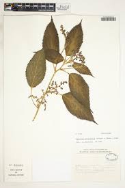 Image result for Laportea ovalifolia