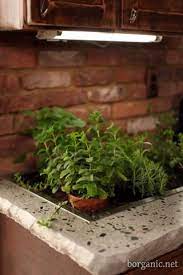 B Organic Herb Garden In Kitchen Herbs Garden