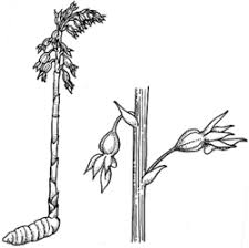 Image result for Epipogium roseum