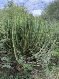 Image result for Euphorbia fortissima