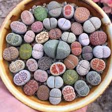 Image result for Lithops