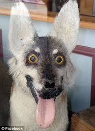 Badly Stuffed Animals The Creatures Who Will Never Know The Meaning Of Dignity In Death Bad Taxidermy Animals Funny Taxidermy