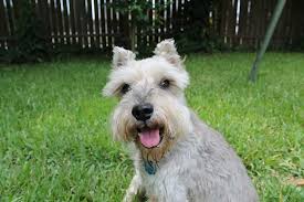 Porque los perros schnauzer tienen barba