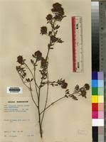 Image result for Indigofera paracapitata