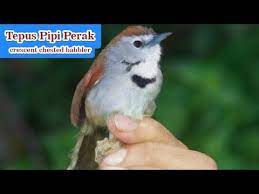 Burung tepus pipi perak ini adalah jenis burung endemik dengan daerah persebaran hanya terbatas di wilayah pulau jawa dan bali. Suara Asli Burung Tepus Pipi Perak Crescent Chested Babbler Youtube