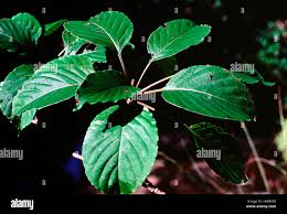 Image result for Hymenodictyon parvifolium