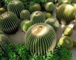 Pour déterminer les besoins en engrais d'un cactus ou d'une plante grasse, il suffit de les observer à l'état sauvage. Les Cactus Et Succulentes Ou Plantes Grasses