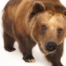 The bears compete in the national football league as a member. Bears Facts And Information