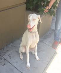 We have a beautiful litter of 15 babies!! Ah Much Better Now Let S See Where Shall I Begin I Was Born On A Small Farm In The North Bay To Two Champion Show Dogs At First I The Dogs