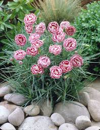 99Roots.com • Plants \u0026amp; Flowers • Carnation \u0026#39;Becky Robinson ...