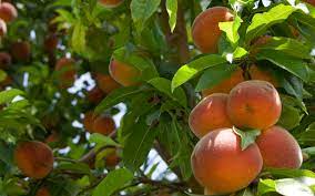 These were initially offered in april and may this spring, but the videos and class resources are still available online by clicking the link above. Fruit Trees Grass Pad