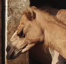 Camel meat is gaining popularity due to its properties of being high in protein which is similar to the taste of beef. Https Www Animals Angels De Fileadmin User Upload 03 Publikationen Dokumentationen Animals Angels The Welfare Of Dromedary Camels During Road Transport In The Middle East Pdf