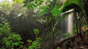 Originally, the jungle appeared in serial form in the socialist newspaper appeal to reason in 1905. Jungle Jungle