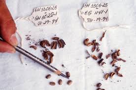 Top cannabis seed banks, comparisons & reviews of the best online weed seed shops. Seed Bank