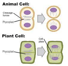More images for what is cytokinesis called in animal cells » How Is The Process Of Cytokinesis Different From Plant Class 11 Biology Cbse