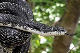 Black Rat Snake The Maryland Zoo